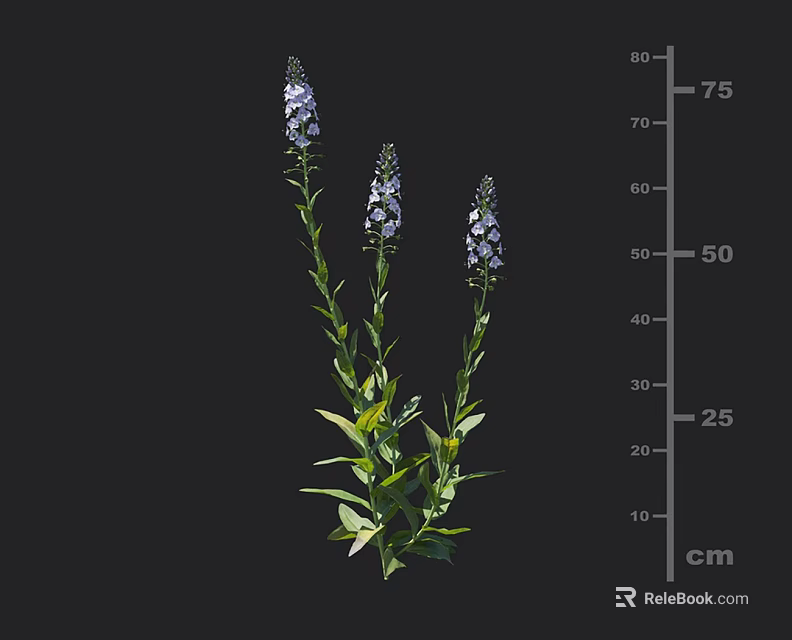 Vibrant Purple Flower Plants With Green Leaves Three Blooms And 50 To 75 Cm Height 3d model 