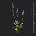 Vibrant Purple Flower Plants With Green Leaves Three Blooms And 50 To 75 Cm Height