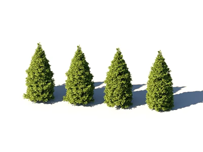 Four Tall Green Conical Trees Neatly Arranged With Natural Shadows Outdoors 3d model
