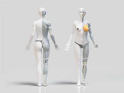 Medical Device Human Anatomy 3D Model with Skeletal Muscle and Internal Organ for Medical Education 3d model