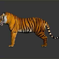 Majestic Tiger With Orange And Black Stripes Standing On White Background Displaying Realistic Fur Details