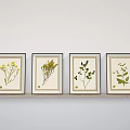 Framed Botanical Prints With Various Plant Species Displayed On Light Wall