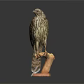 Realistic Stuffed Hawk Perched On Wooden Base Taxidermy With Detailed Feathers