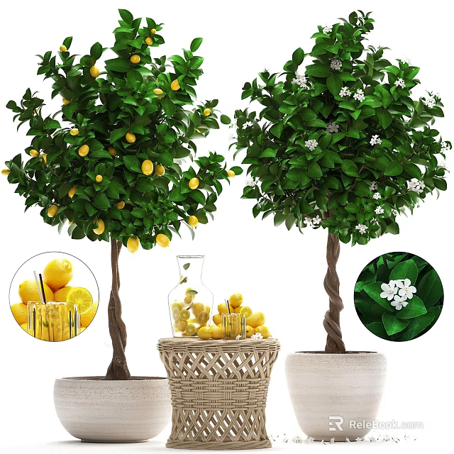 Potted Trees With Lemon Fruits White Flowers And Decorative Fruit Basket 3d model 