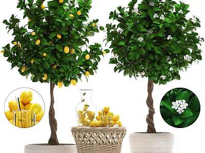 Potted Trees With Lemon Fruits White Flowers And Decorative Fruit Basket 3d model