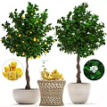 Potted Trees With Lemon Fruits White Flowers And Decorative Fruit Basket