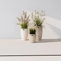 Bonsai Potted Plants with Textured Ceramic Pots on White Table Against Minimalist White Wall Background