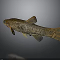 Detailed Spotted Brown And Black Freshwater Fish With Slender Body Fins And Tail