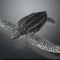 Realistic Sea Turtle With Black And White Patterned Shell And Flippers