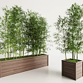 Bamboo Plants In Rectangular And Square Wooden Planters With Lush Green Leaves