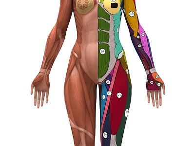 Medical Device Human Muscle Anatomy 3D Model With Colorful Labeled Muscles And Numbered Markers 3d model