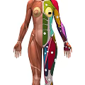 Medical Device Human Muscle Anatomy 3D Model With Colorful Labeled Muscles And Numbered Markers