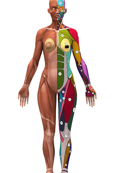 modern human body 3d model