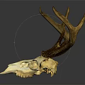 Detailed Deer Skull With Antlers Showcasing Natural Bone Texture And Structure Details