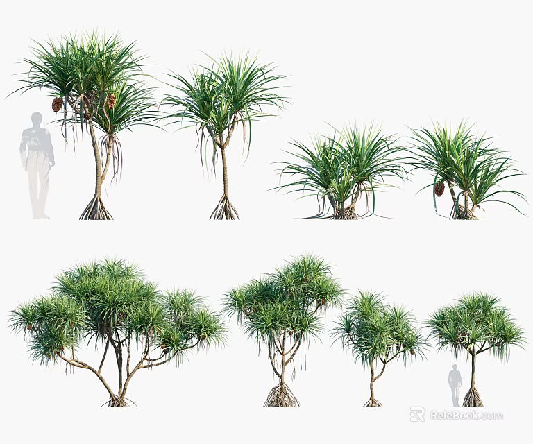 Various Tree Forms in Different Sizes Displaying Leafy Crowns Trunks Root Systems and Human Silhouettes 3d model