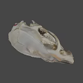 Detailed Animal Skull Skeleton With White Bone Structure On Dark Background 3d model
