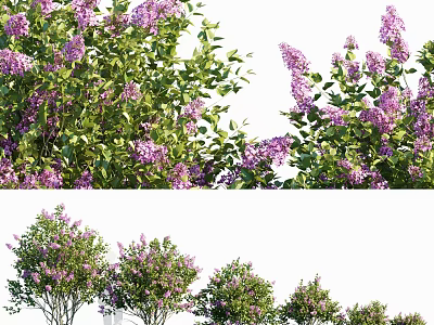 Vibrant Garden Shrubs With Purple Flowers And Lush Green Leaves 3d model
