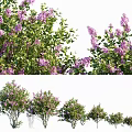 Vibrant Garden Shrubs With Purple Flowers And Lush Green Leaves