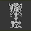 Anatomical Medical Device Human Skeleton Model with Thorax Spine and Pelvis