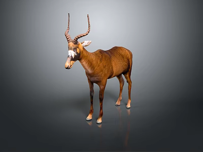 Brown Antelope with Long Curved Horns and White Face Standing on Gray Background with Reflection 3d model