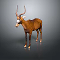 Brown Antelope with Long Curved Horns and White Face Standing on Gray Background with Reflection