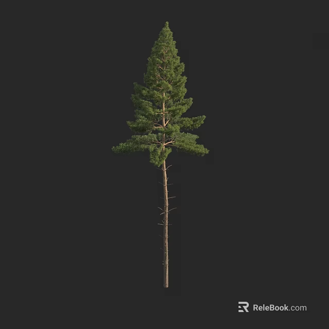 Tall Arbor with Straight Trunk and Lush Green Foliage in Natural Environment 3d model 
