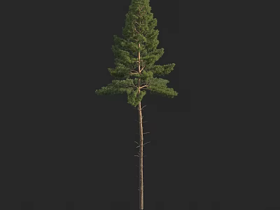 Tall Arbor with Straight Trunk and Lush Green Foliage in Natural Environment 3d model