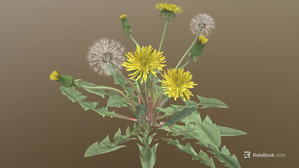 Dandelion Plant with Yellow Flowers White Fluffy Seed Heads and Green Leaves 3d model 
