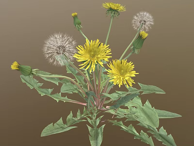 Dandelion Plant with Yellow Flowers White Fluffy Seed Heads and Green Leaves 3d model