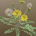 Dandelion Plant with Yellow Flowers White Fluffy Seed Heads and Green Leaves