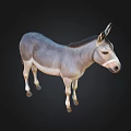 Realistic Full Body Gray And Light Brown Donkey Standing Isolated On Black Background
