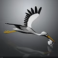 Flying Stork Carrying White Ball In Beak On Dark Background With Reflection