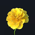 Vibrant Yellow Flower with Layers of Petals and Green Stem on Black Background