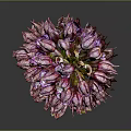 Purple Orchid Plant With Dense Vibrant Flowers On Dark Background