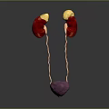 3D Rendering of Human Urinary Organs Kidneys Ureters and Bladder Anatomy Structure