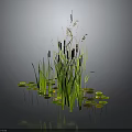 Green Aquatic Plants With Cattails Lily Pads Reeds And Floating Leaves In Wetland