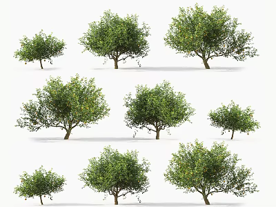 Different Varieties Of Arbor Trees For Landscape Design And Garden Decoration 3d model