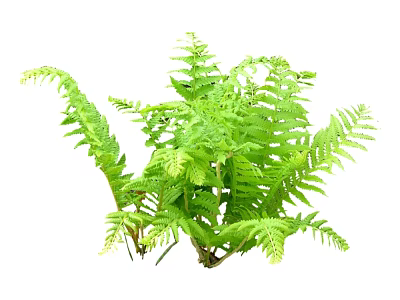 Lush Green Ornamental Shrub With Fern Like Leaves And Vibrant Foliage 3d model