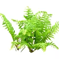 Lush Green Ornamental Shrub With Fern Like Leaves And Vibrant Foliage