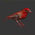 Vibrant Red Bird Standing on Black Surface with Gray Gradient Background