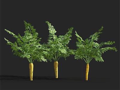 Three Fresh Carrots With Green Leafy Tops On Black Background 3d model