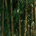 Tall Lush Bamboo Plants With Green And Yellow Stalks And Dense Leaves