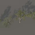 Tall Deciduous Trees With Green Foliage And White Trunks Arranged In Row