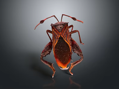 Unique Brown And Red Insect With Patterned Body And Long Detailed Legs 3d model