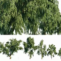 Lush Green Arbor Collection Featuring Weeping Willows And Various Tree Species 3d model