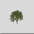 Tall Arbor Trees With Lush Green Foliage And Human Figures For Size Reference 3d model
