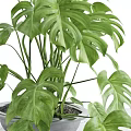 Potted Monstera Plant With Large Green Leaves On White Surface For Indoor Decor