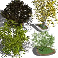 Diverse Arbor Trees With Green Yellow Dark Leaf Colors In Planters And Shadows