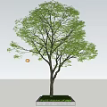 Vibrant Green Arbor with Thick Trunk and Fresh Leaves in Square Planter Box