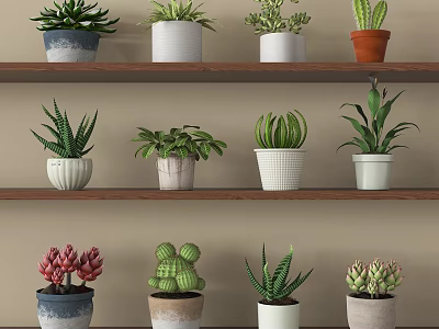 Various Indoor Potted Plants On Multiple Wooden Shelves With Different Pots And Types 3d model